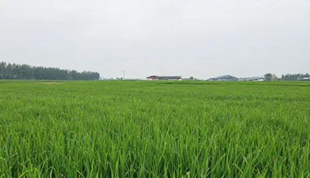粮油标准化生产:性能对比与使用维护建议