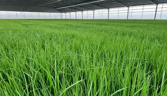 绿色粮油标准化生产中的选题方向与实践环节