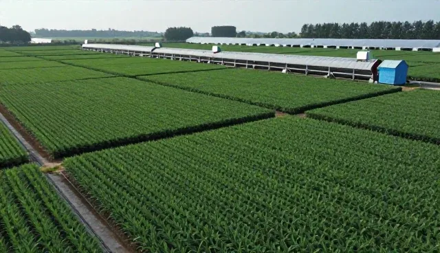 绿色种植生产流程中的常见问题与处理策略
